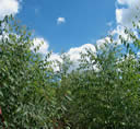 GC63.jpg