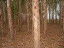GC83.jpg