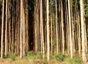 GC87.jpg
