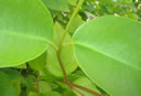 F2_GC106.jpg