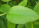 F2_GC107.jpg