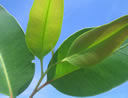 F2_GC108.jpg