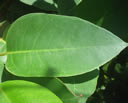 F2_GC111.jpg
