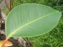 F2_GC113.jpg