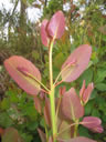 F2_GC119.jpg