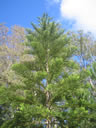F2_GC121.jpg