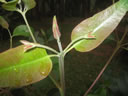 F2_GC54.jpg