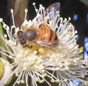 F2_GC95.jpg