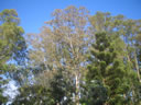 GC127.jpg