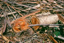 F3_GC05.jpg