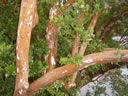 F3_GC102.jpg