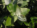 F3_GC107.jpg