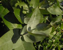 F3_GC109.jpg
