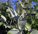 F3_GC110.jpg