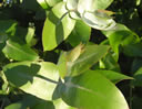 F3_GC111.jpg