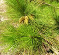 F3_GC113.jpg
