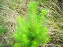 F3_GC114.jpg