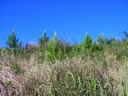 F3_GC118.jpg