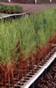 F3_GC126.jpg