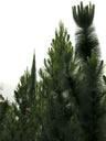 F3_GC129.jpg