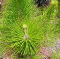 F3_GC137.jpg