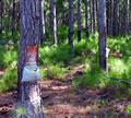 F3_GC147.jpg