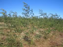 F3_GC34.jpg