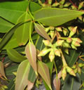 F3_GC36.jpg