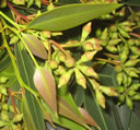 F3_GC42.jpg