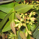F3_GC43.jpg