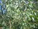 F3_GC57.jpg