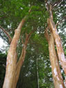 F3_GC94.jpg