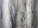 F4_GC08.jpg