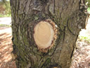 F4_GC102.jpg