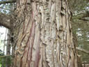 F4_GC103.jpg