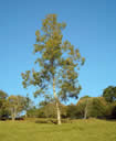 F4_GC105.jpg