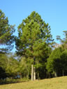 F4_GC110.jpg