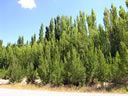 F4_GC13.jpg