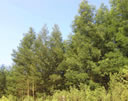 F4_GC23.jpg