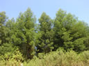 F4_GC24.jpg