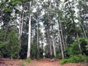 F4_GC40.jpg
