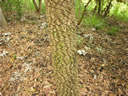 F4_GC41.jpg