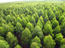 F4_GC46.jpg
