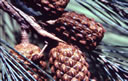 F4_GC53.jpg
