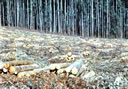F4_GC60.jpg