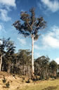 F4_GC61.jpg