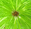 F4_GC64.jpg