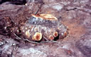 F4_GC68.jpg