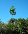 F4_GC80.jpg