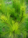 F4_GC92.jpg